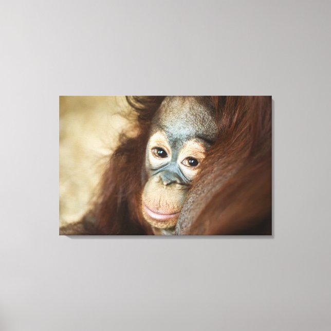 Baby Orangutan Canvas Print (Front)