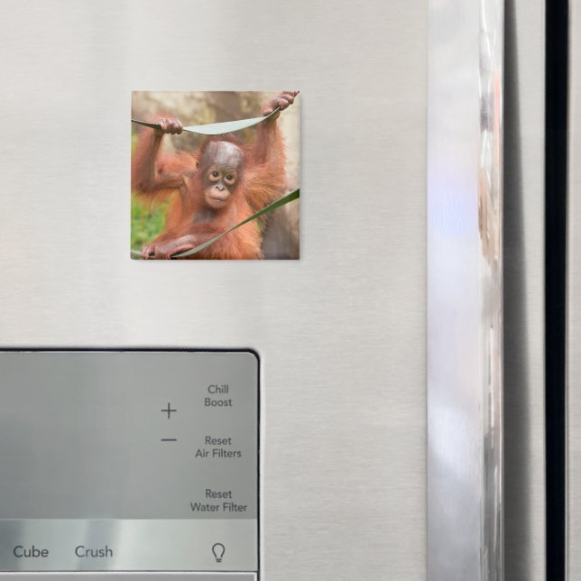 Baby Orangutan Connection Magnet (In Situ (Fridge))