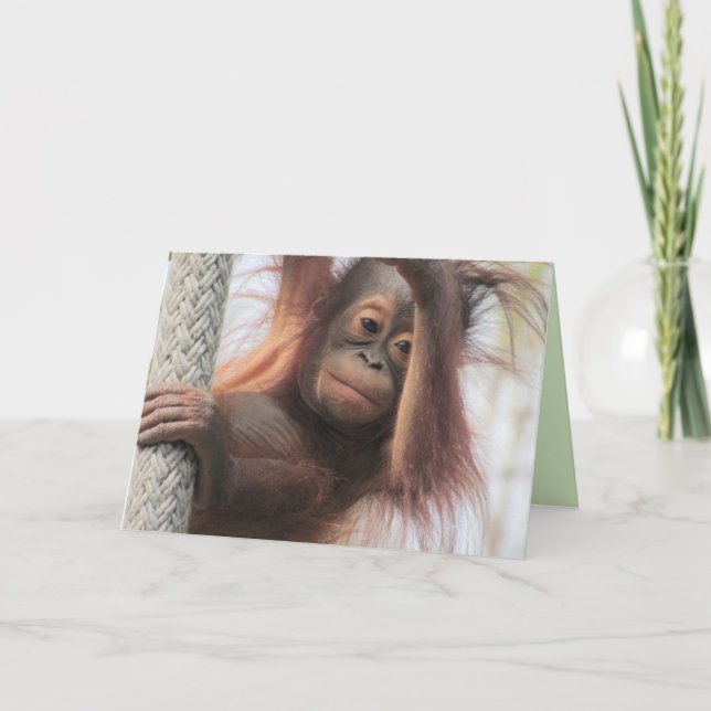 Baby Orangutan Greeting Card (Front)