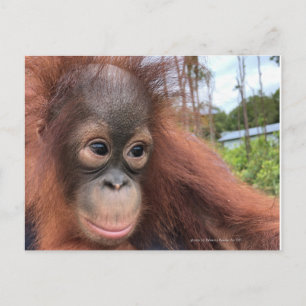 Baby Orangutan in Borneo Postcard