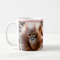 Baby Orangutan Orphan Kobe with OFI