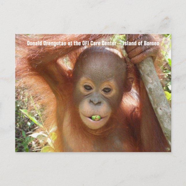 Baby Orangutan Photo (Donald) Postcard (Front)