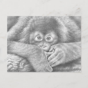 Baby Orangutan Postcard