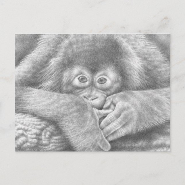Baby Orangutan Postcard (Front)