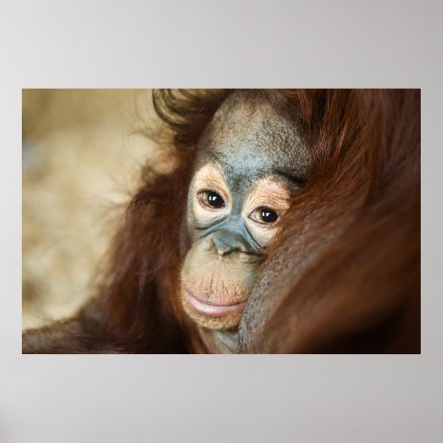 Baby Orangutan Poster (Front)