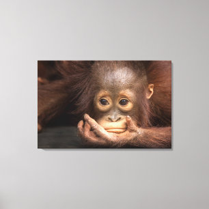 Baby Orangutan Resting on Hand Canvas Print