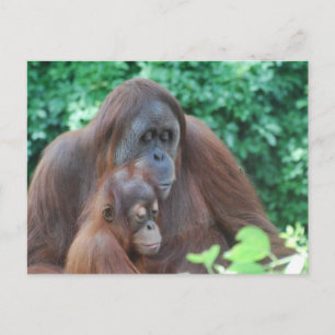 Baby Orangutan with Mother  Postcard