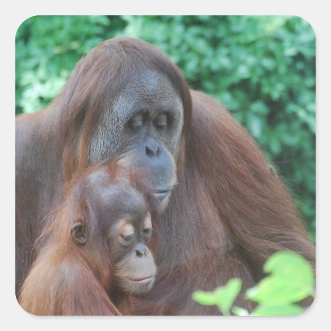Baby Orangutan with Mother  Stickers (Front)