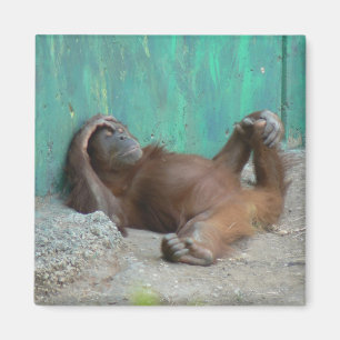 Baby orangutang resting magnet