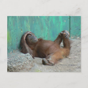 Baby orangutang resting postcard