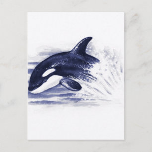 Baby Orca Jump Postcard