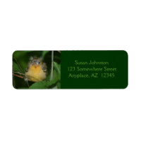 Baby Oriole Bird Animal Address