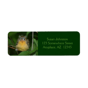 Baby Oriole Bird Animal Address Label