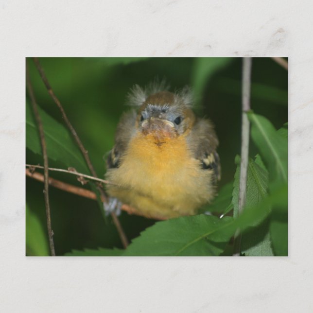 Baby Oriole Bird Nature Postcard (Front)