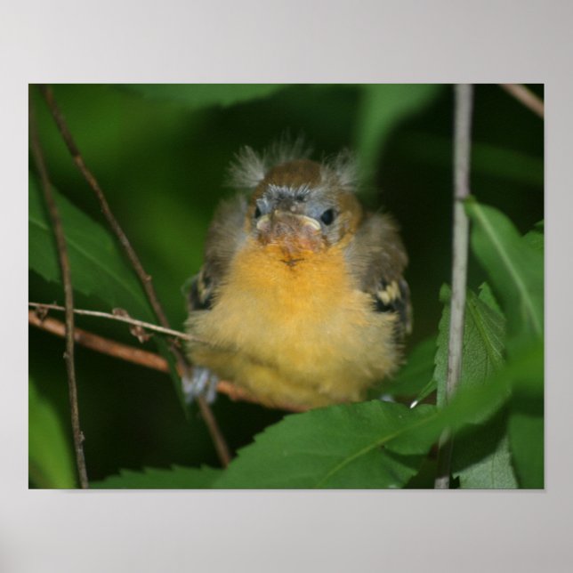 Baby Oriole Fledgling Bird Poster (Front)