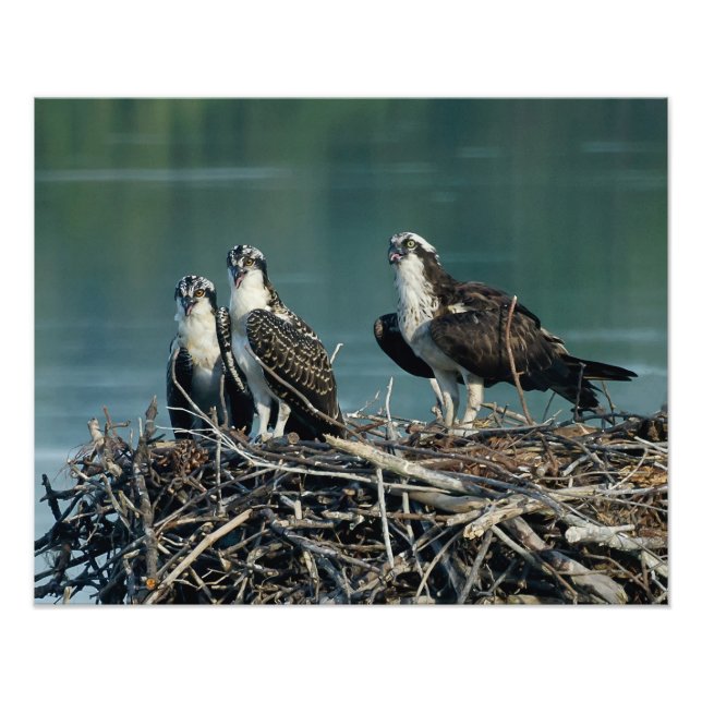 Baby Osprey Photo Print (Front)