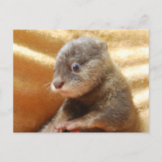 Baby otter pup post card