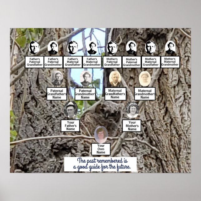 Baby Owl in a Tree Photo Family Tree Poster (Front)
