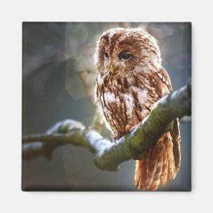 Baby Owl Magnet