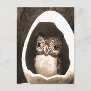 Baby Owl Postcard
