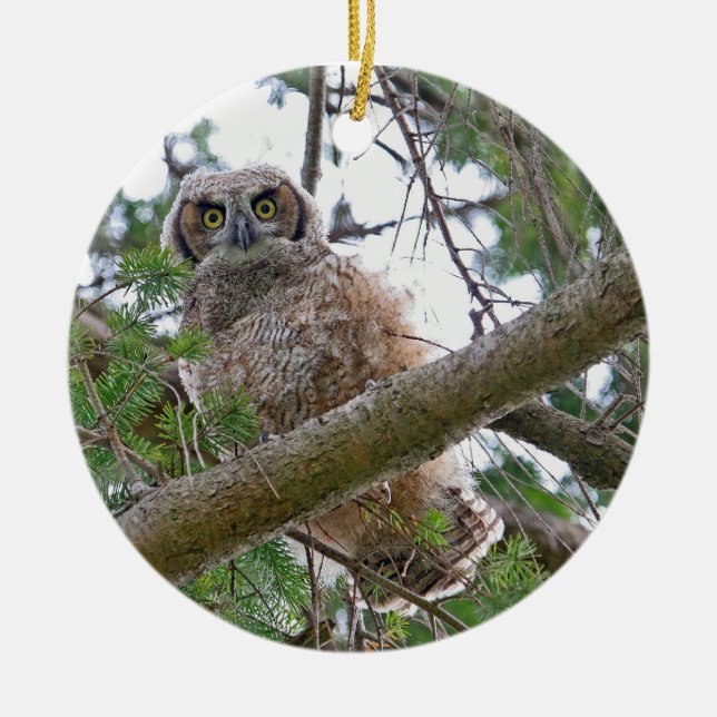 Baby Owl Staring Ceramic Tree Decoration (Front)