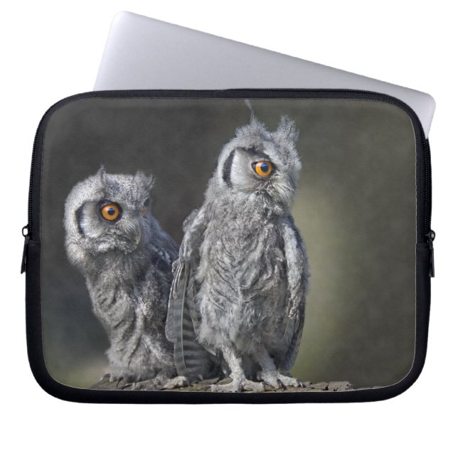 Baby Owls Laptop Sleeve (Front)