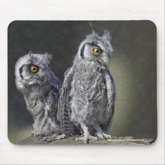 Baby Owls Mousemat