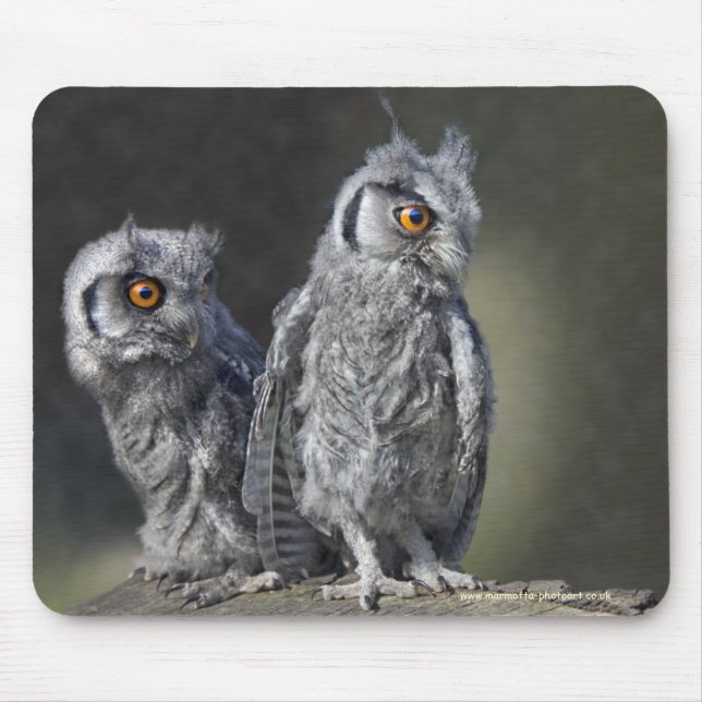 Baby Owls Mousemat (Front)