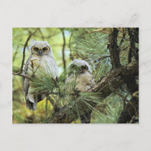Baby Owls Postcard