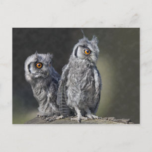 Baby Owls Postcard