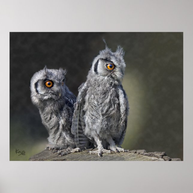 Baby Owls Print (Front)