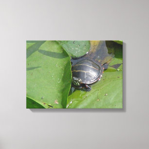 Baby Painted Turtle on Lily Pads Canvas Print