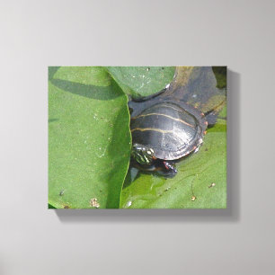 Baby Painted Turtle on Lily Pads Canvas Print