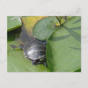 Baby Painted Turtle on Lilypad Items Postcard