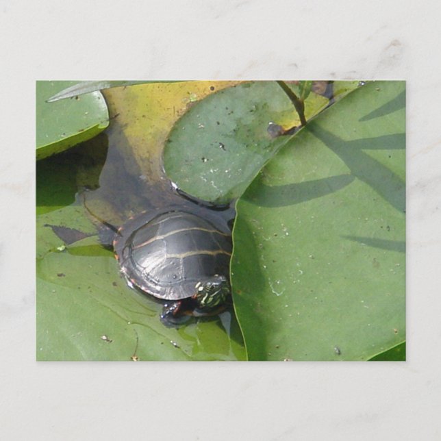 Baby Painted Turtle on Lilypad Items Postcard (Front)