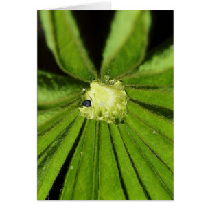 Baby Palm Plant by Shirley Taylor Greeting Card