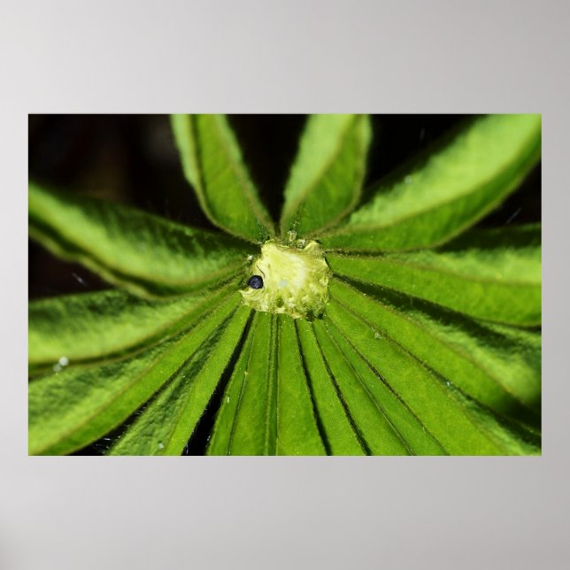 Baby Palm Plant by Shirley Taylor Poster (Front)