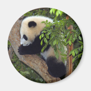 baby-panda3-10x10 magnet