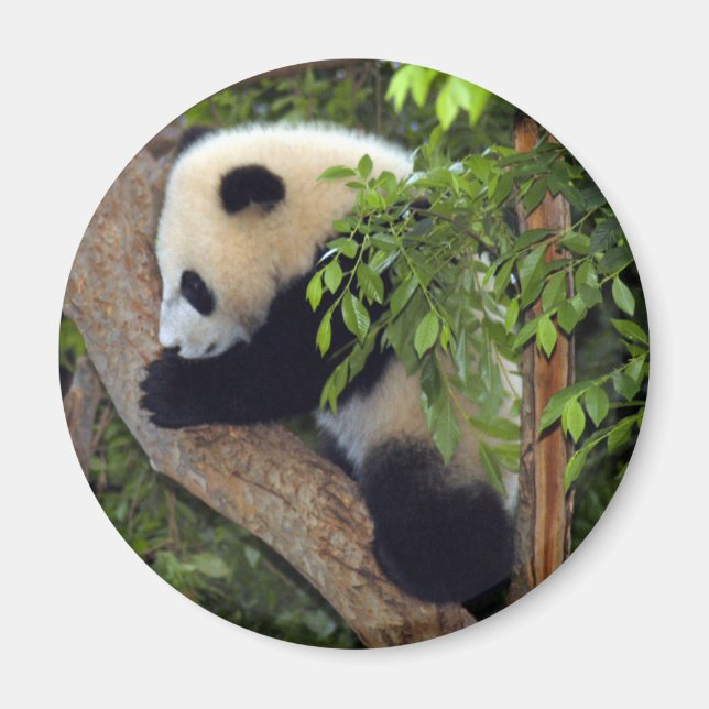 baby-panda3-10x10 magnet (Front)