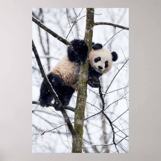 Baby Panda in Tree Poster (Front)
