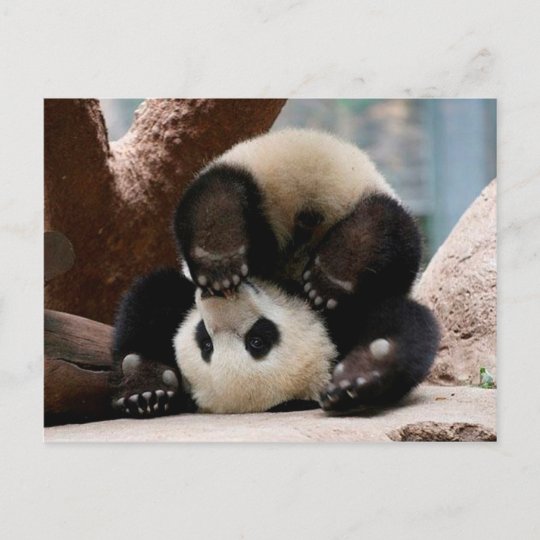 Baby Pandas Playing Baby Panda Cute Panda Postcard Zazzle Co Uk