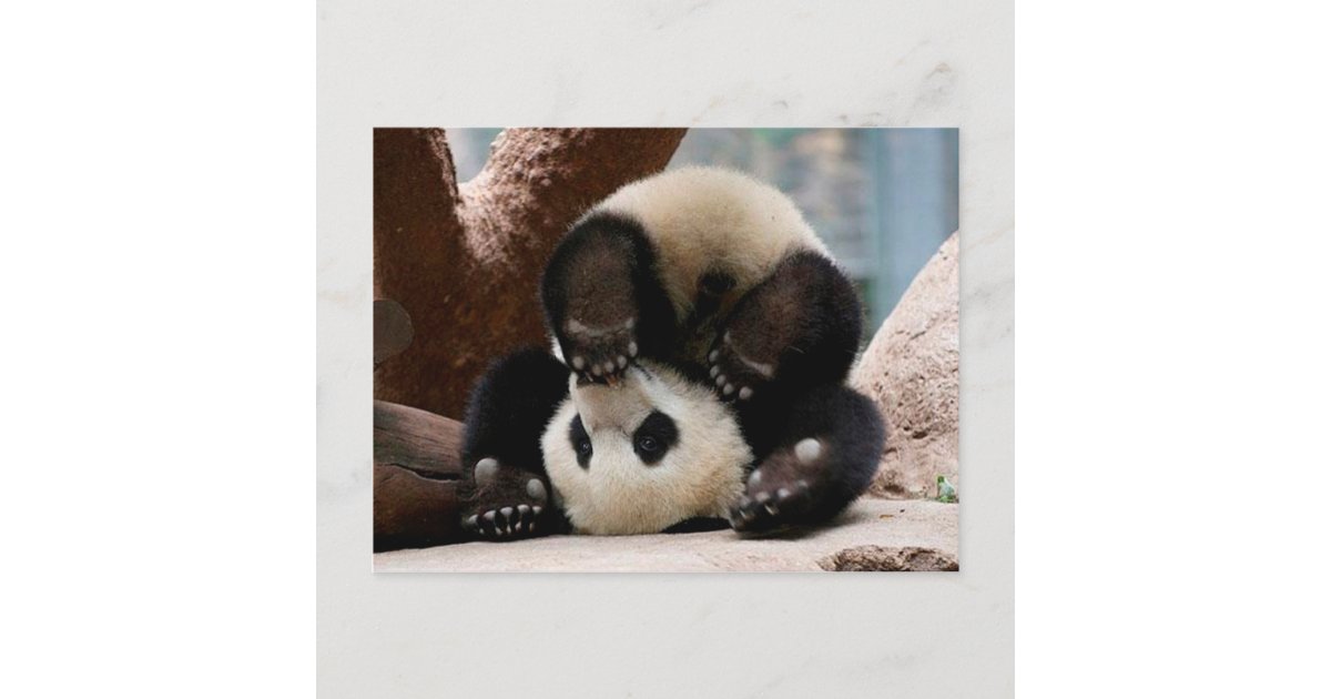 Baby Pandas Playing Baby Panda Cute Panda Postcard Zazzle Co Uk Baby Pandas Playing Baby Panda Cute Panda Postcard Zazzle Co Uk