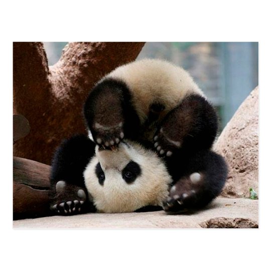 Baby Pandas Playing Baby Panda Cute Panda Postcard Zazzle Co Uk