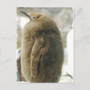 Baby Penguin Postcard