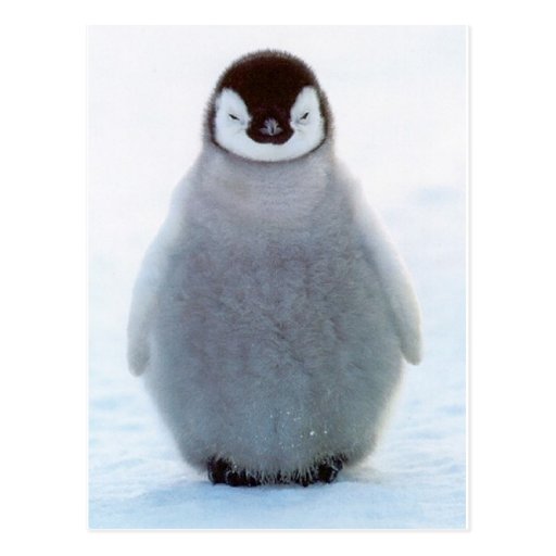 Image of Baby Penguin Postcard