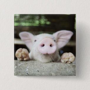 Baby Pig in Pen, Piglet 15 Cm Square Badge