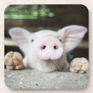 Baby Pig in Pen, Piglet Coaster