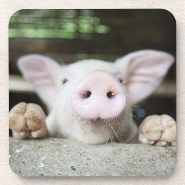 Baby Pig in Pen, Piglet Coaster (Front)