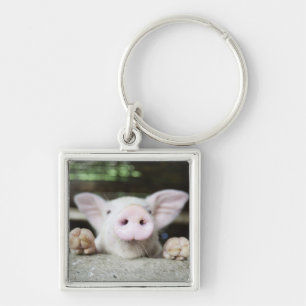 Baby Pig in Pen, Piglet Key Ring