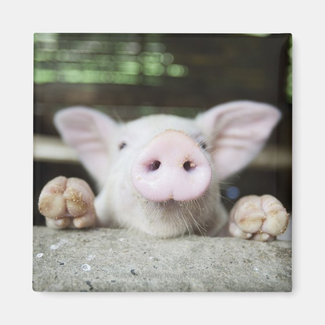 Baby Pig in Pen, Piglet Magnet (Front)
